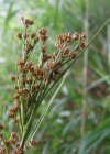 Einzelbild 1 Schneidebinse - Cladium mariscus