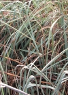 Einzelbild 2 Schneidebinse - Cladium mariscus