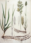 Einzelbild 3 Grannenlose Trespe - Bromus inermis