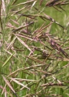 Einzelbild 4 Grannenlose Trespe - Bromus inermis