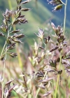 Einzelbild 1 Bunt-Schwingel - Festuca varia aggr.