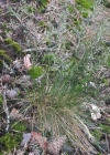 Einzelbild 1 Schaf-Schwingel - Festuca ovina aggr.