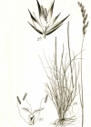 Einzelbild 2 Schaf-Schwingel - Festuca ovina aggr.