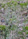 Einzelbild 3 Schaf-Schwingel - Festuca ovina aggr.