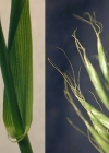 Einzelbild 2 Riesen-Schwingel - Festuca gigantea