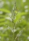 Einzelbild 2 Hain-Rispengras - Poa nemoralis