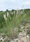 Einzelbild 2 Wimper-Perlgras - Melica ciliata