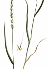 Einzelbild 1 Hunds-Quecke - Elymus caninus