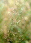 Einzelbild 4 Haar-Straussgras - Agrostis capillaris