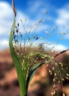 Einzelbild 1 Haarästige Hirse - Panicum capillare aggr.