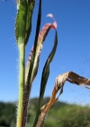Einzelbild 2 Haarästige Hirse - Panicum capillare aggr.