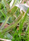Einzelbild 3 Haarästige Hirse - Panicum capillare aggr.