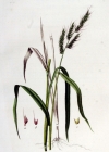 Einzelbild 2 Hühnerhirse - Echinochloa crus-galli