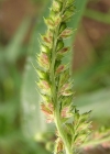 Einzelbild 4 Hühnerhirse - Echinochloa crus-galli
