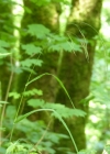 Einzelbild 2 Benekens Trespe - Bromus benekenii