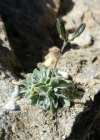 Einzelbild 4 Gletscher-Felsenblümchen - Draba dubia