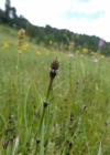 Einzelbild 3 Bunter Schachtelhalm - Equisetum variegatum
