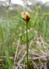 Einzelbild 1 Dreiblütige Binse - Juncus triglumis