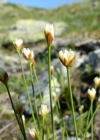 Einzelbild 3 Dreiblütige Binse - Juncus triglumis
