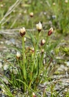 Einzelbild 4 Dreiblütige Binse - Juncus triglumis