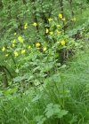 Einzelbild 3 Wolliger Hahnenfuss - Ranunculus lanuginosus