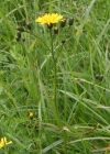 Einzelbild 1 Sumpf-Pippau - Crepis paludosa