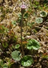 Einzelbild 4 Grüner Alpenlattich - Homogyne alpina