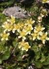 Einzelbild 4 Moosartiger Steinbrech - Saxifraga bryoides