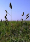 Einzelbild 3 Wiesen-Knäuelgras - Dactylis glomerata