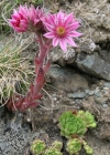 Einzelbild 4 Berg-Hauswurz - Sempervivum montanum