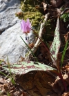 Einzelbild 2 Hundszahnlilie - Erythronium dens-canis