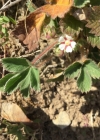 Einzelbild 2 Kleinblütiges Fingerkraut - Potentilla micrantha