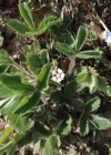 Einzelbild 3 Kleinblütiges Fingerkraut - Potentilla micrantha
