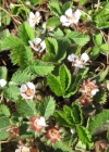 Einzelbild 4 Kleinblütiges Fingerkraut - Potentilla micrantha
