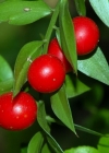 Einzelbild 1 Mäusedorn - Ruscus aculeatus