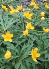 Einzelbild 2 Gelbes Windröschen - Anemone ranunculoides
