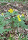 Einzelbild 3 Gelbes Windröschen - Anemone ranunculoides
