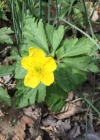 Einzelbild 4 Gelbes Windröschen - Anemone ranunculoides