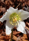 Einzelbild 1 Christrose - Helleborus niger