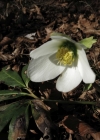 Einzelbild 3 Christrose - Helleborus niger