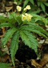 Einzelbild 1 Kitaibels Zahnwurz - Cardamine kitaibelii