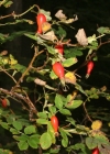 Einzelbild 3 Alpen-Hagrose - Rosa pendulina