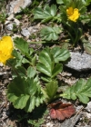 Einzelbild 1 Berg-Nelkenwurz - Geum montanum