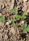 Einzelbild 5 Kleinblütiges Fingerkraut - Potentilla micrantha