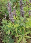 Einzelbild 4 Vielblättrige Lupine - Lupinus polyphyllus