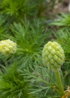 Einzelbild 4 Frühlings-Adonis - Adonis vernalis