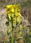 Einzelbild 3 Blasenschötchen - Alyssoides utriculata