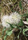 Einzelbild 2 Österreicher Schwarzwurzel - Scorzonera austriaca
