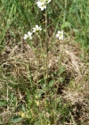 Einzelbild 1 Zwiebel-Steinbrech - Saxifraga bulbifera