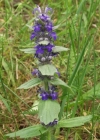 Einzelbild 2 Genfer Günsel - Ajuga genevensis